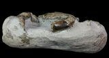 D Fossil Crab (Pulalius) Washington - Washington State #67569-3